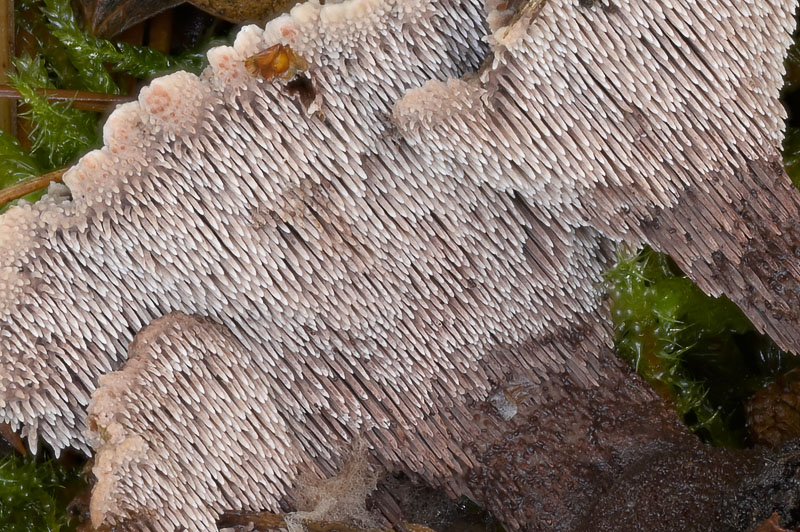 Hydnellum scrobiculatum